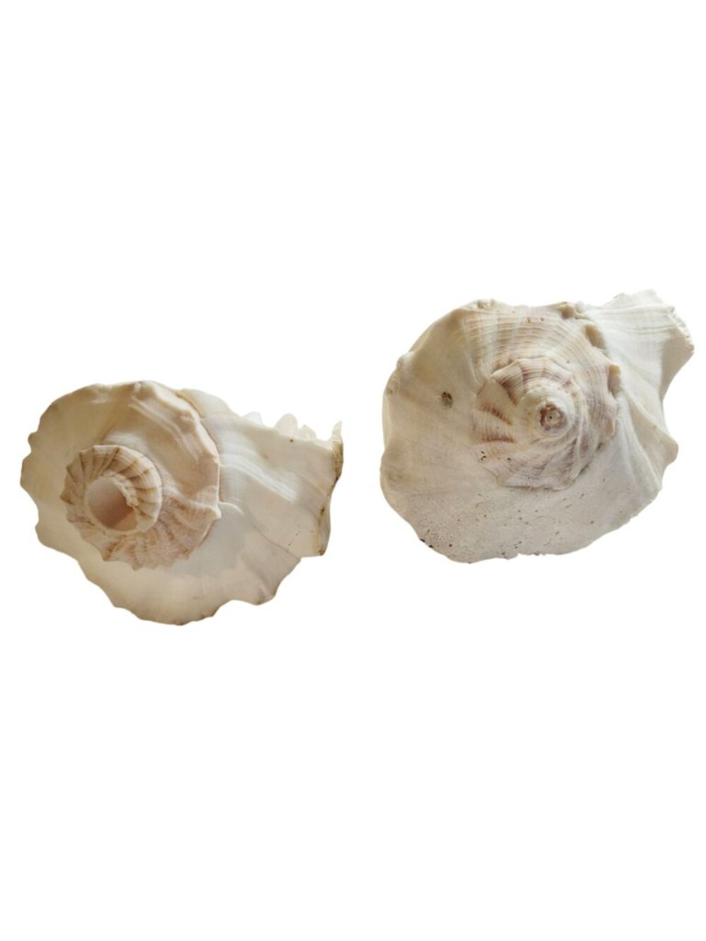 Pair of Vintage Conch Shells Beach House Decor 7.5" or Crafters Seashells - Picture 4 of 14